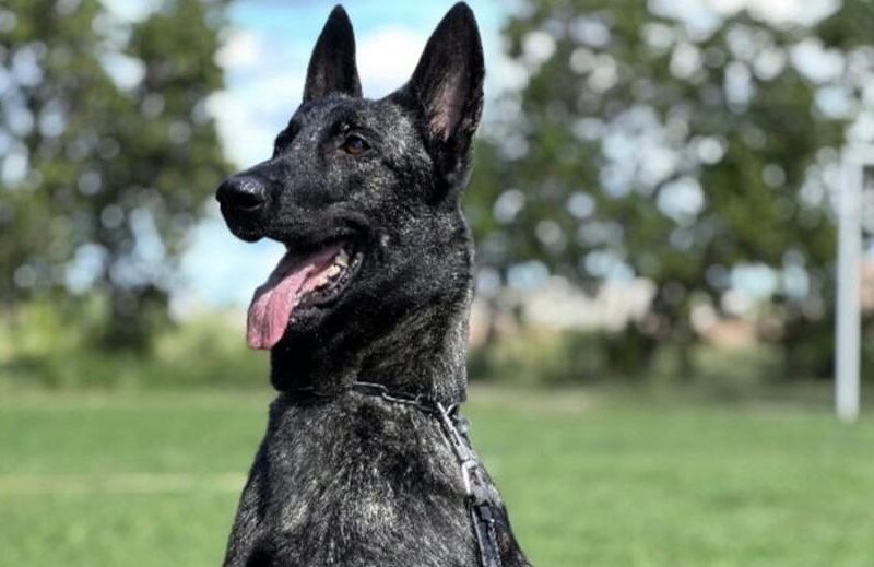 Ciência e desempenho em campo: Projeto Maxx Atleta Dogs