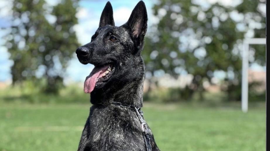 Ciência e desempenho em campo: Projeto Maxx Atleta Dogs
