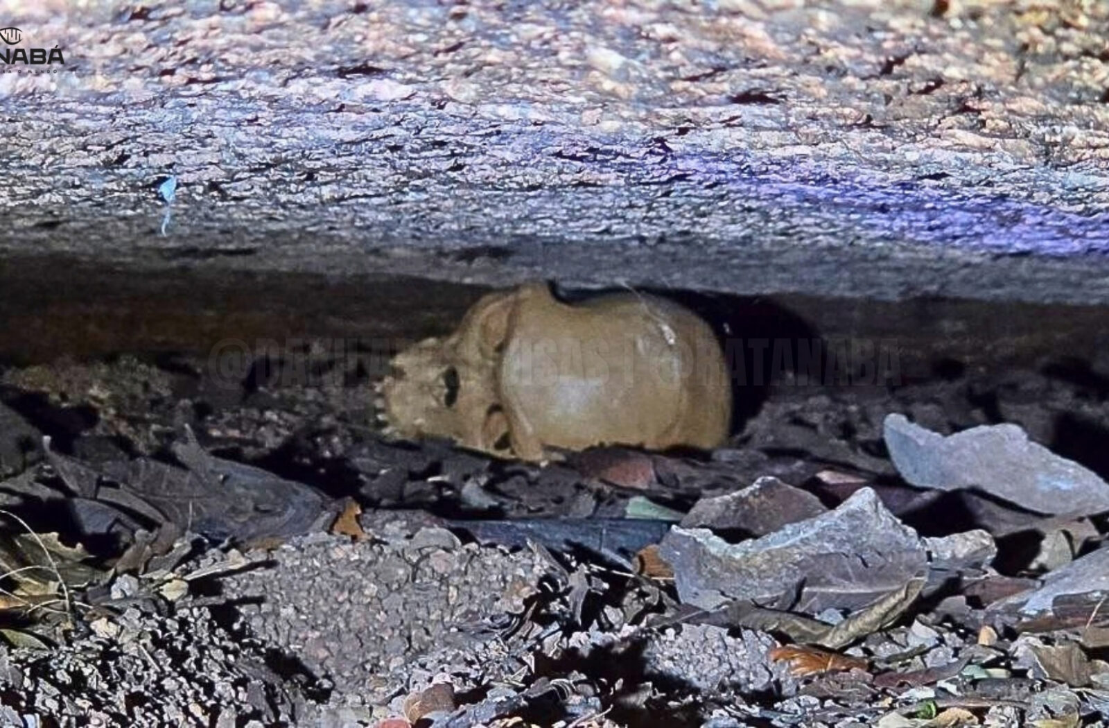 Ratanabá: descobertas monumentais e expedições de ponta revelam os mistérios de uma civilização ancestral na Amazônia