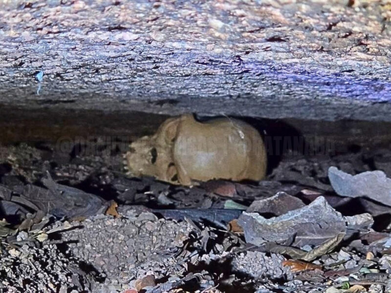 Ratanabá: descobertas monumentais e expedições de ponta revelam os mistérios de uma civilização ancestral na Amazônia