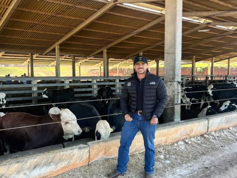 Falhas no manejo de bovinos podem gerar prejuízos de milhares a pecuaristas