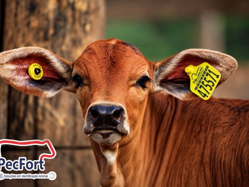 Do brete ao celular: PecFort aposta em tecnologia que automatiza a identificação animal e transforma o manejo no campo.